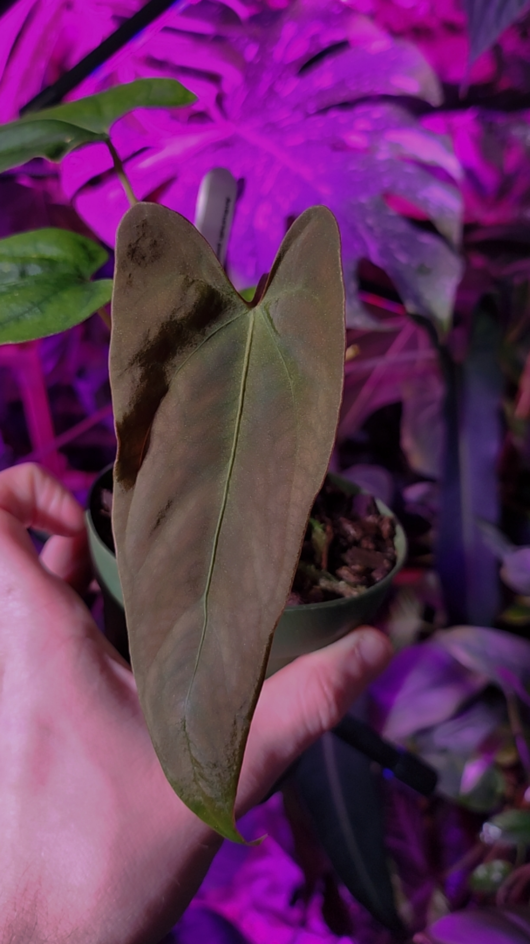 Anthurium NSE Portillae x (RL x FS) : r/RareHouseplants