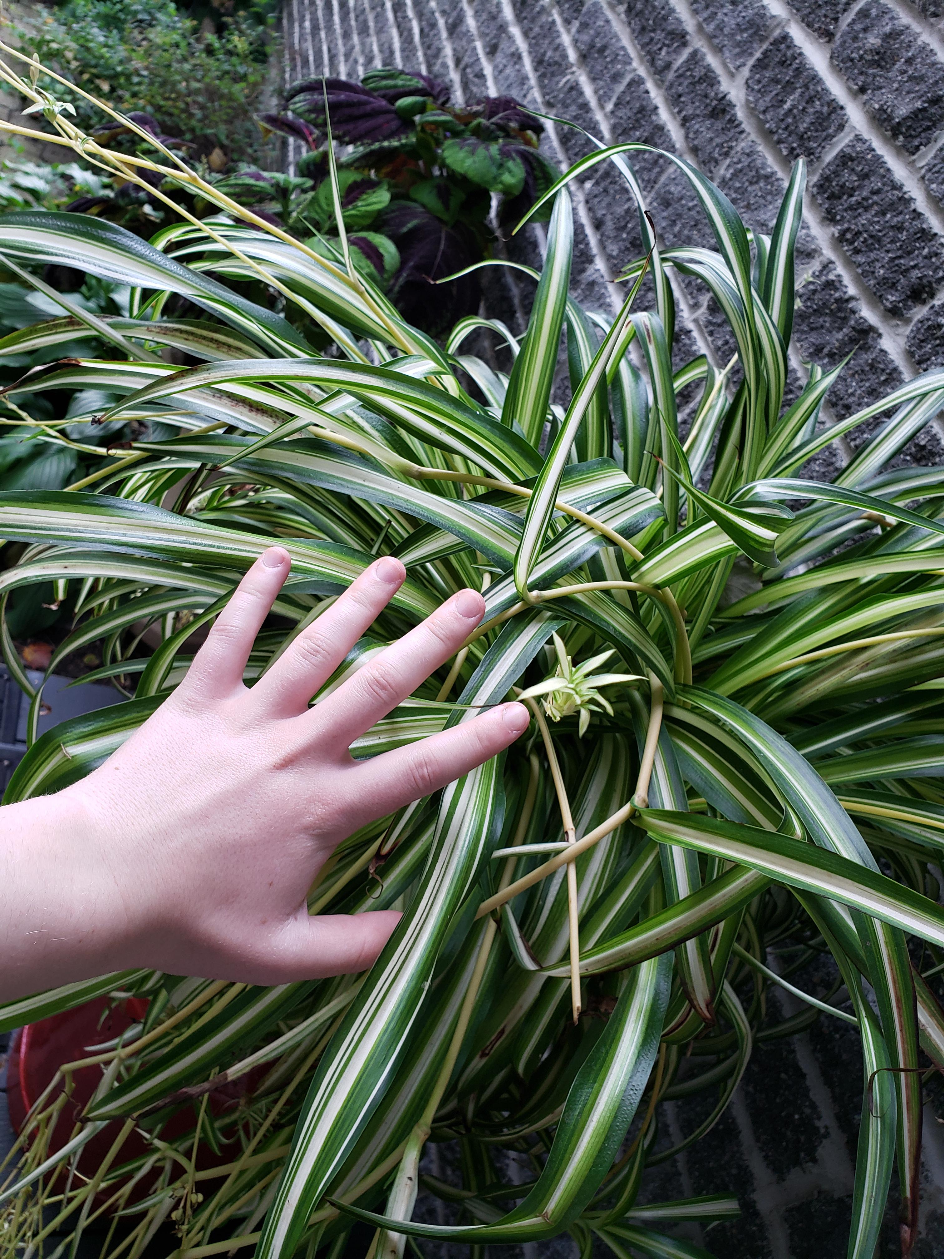 My grandma's massive spider plant, t. zebrina and 100+ year old