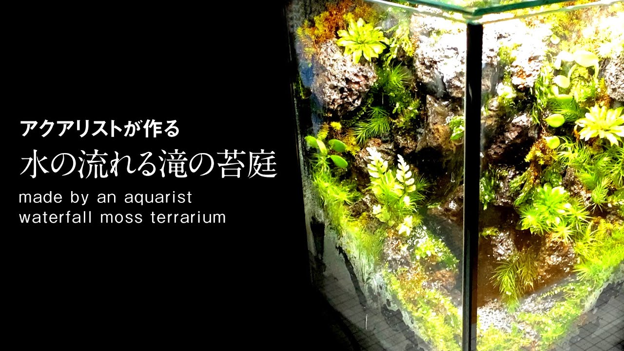 苔テラリウム】はじめて作る 水の流れる小さな苔【アクアリストが作る