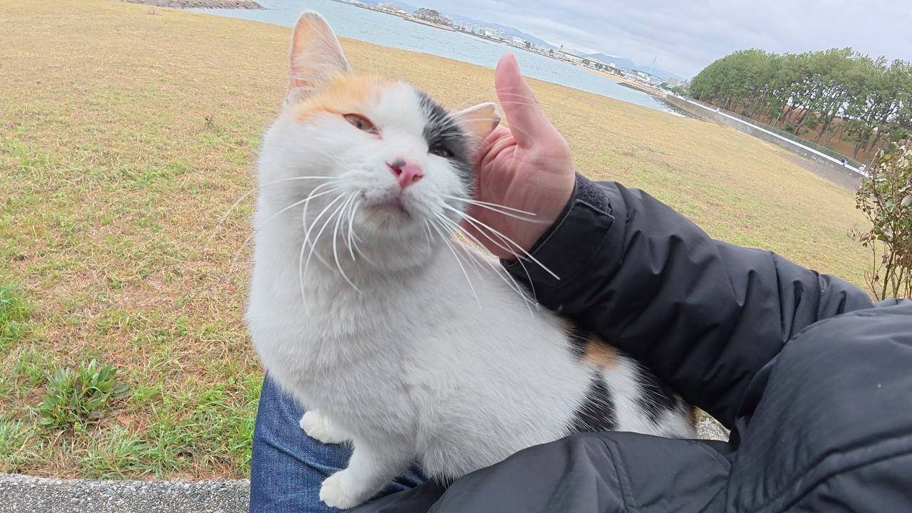 A calico cat relaxing on a human's lap blocks me from coming home