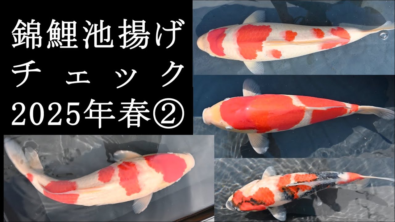 錦鯉の成長②（2025年6月末） ＃阪井養魚場 #松江錦鯉センター #成田