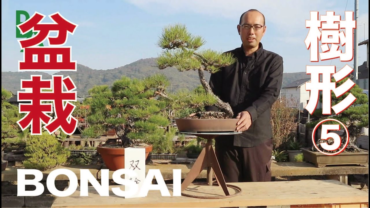 盆栽・初心者講座】樹形を学ぶ⑤双幹 - YouTube