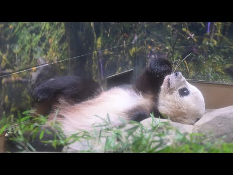 2025.09.10 今日のパンダ（3946日目）[8K] - YouTube