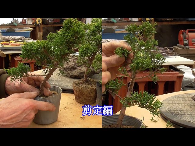 ほったらかして太い真柏を売れる真柏に…剪定編 - YouTube