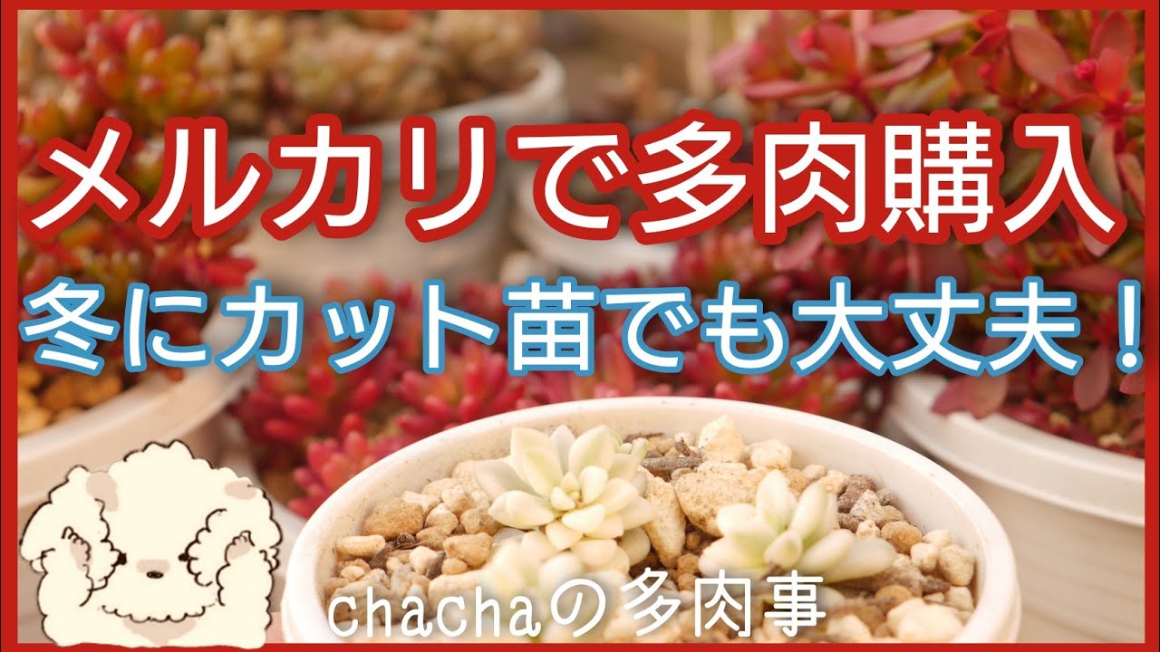 多肉植物】メルカリで欲しかった多肉をお迎え☺️冬にカット苗を購入し