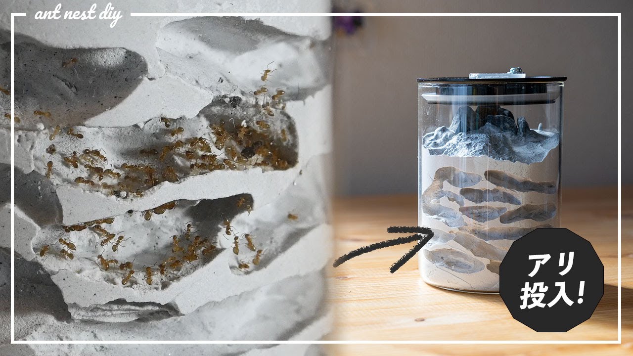 引っ越し完了！】円柱型石膏巣を作ってみた#2【蟻飼育】 - YouTube