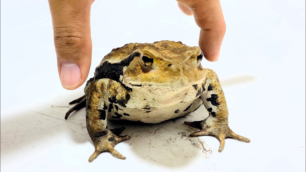 When you grab the toad's flank  - YouTube