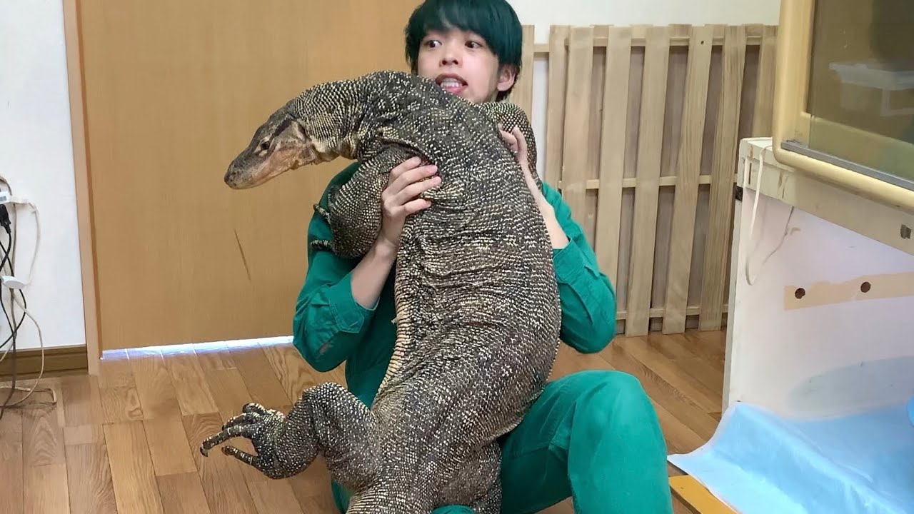 2.7m] Japan's largest monitor lizard is so scary!!! - YouTube