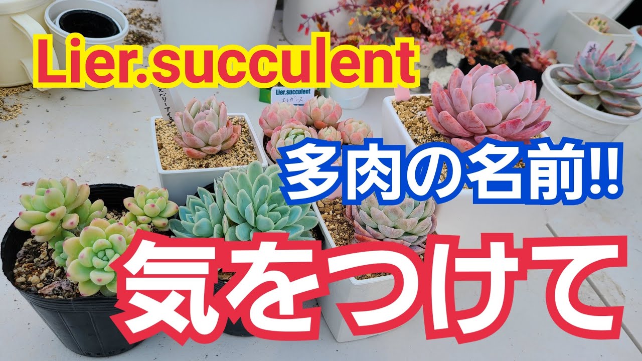 Succulent plants] What is the real name of succulent? Lier