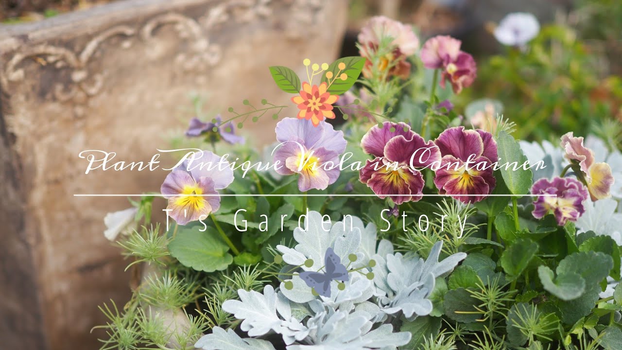 魅惑のアンティークビオラ》シルバーリーフと組み合わせてナチュラルで