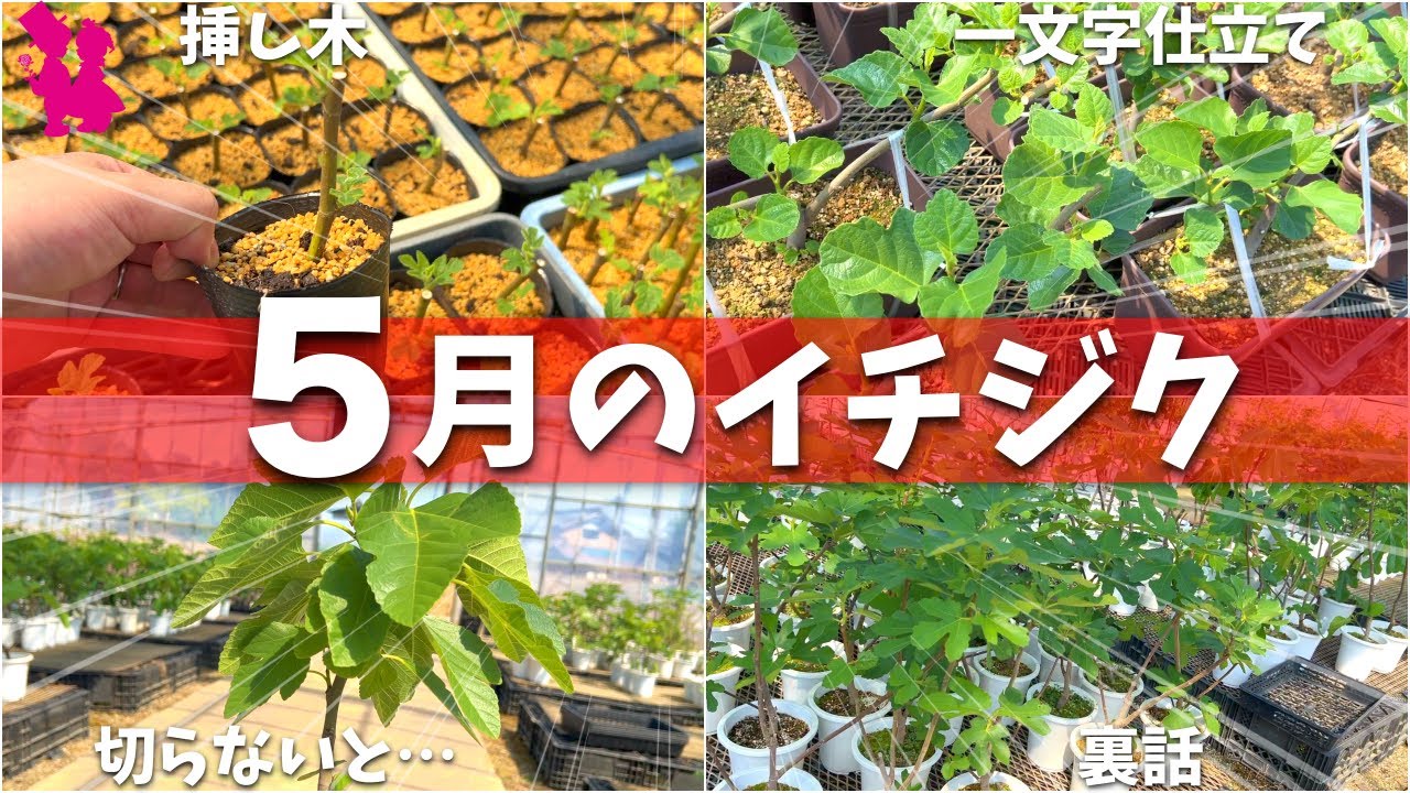 Revelation] I'll be revealing a lot of things while looking at the