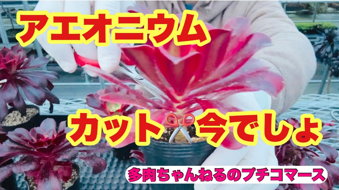 Succulents] Now is the time! Bouquet-style Aeoniums 💐 February 20