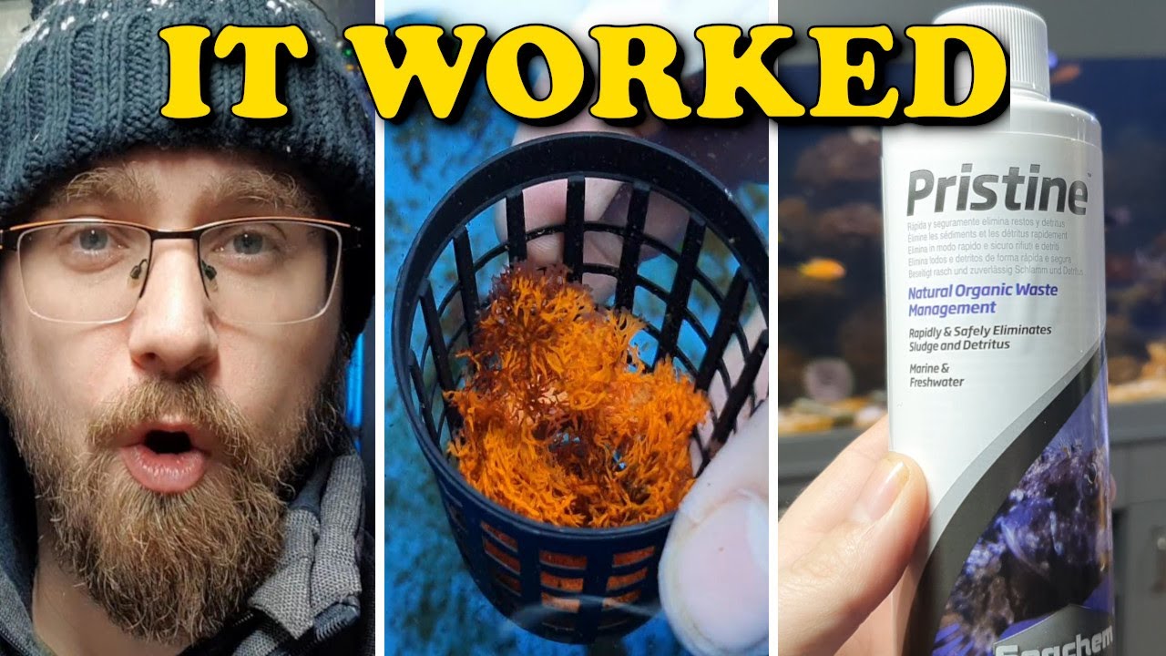 HOW I CLEAN EVERYTHING | 900L Saltwater Macroalgae Tank & Testing