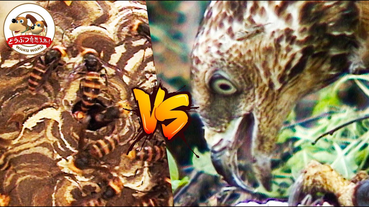 Devouring a hornet] If you are stung by a hornet, you may die! But