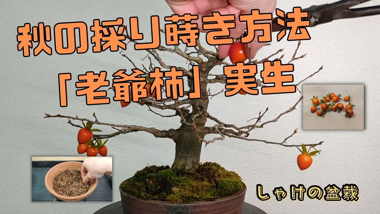 ガチ盆栽】山柿 激古 曲幹 実あった ガチ盆栽】山柿 激古 曲幹 実あっ