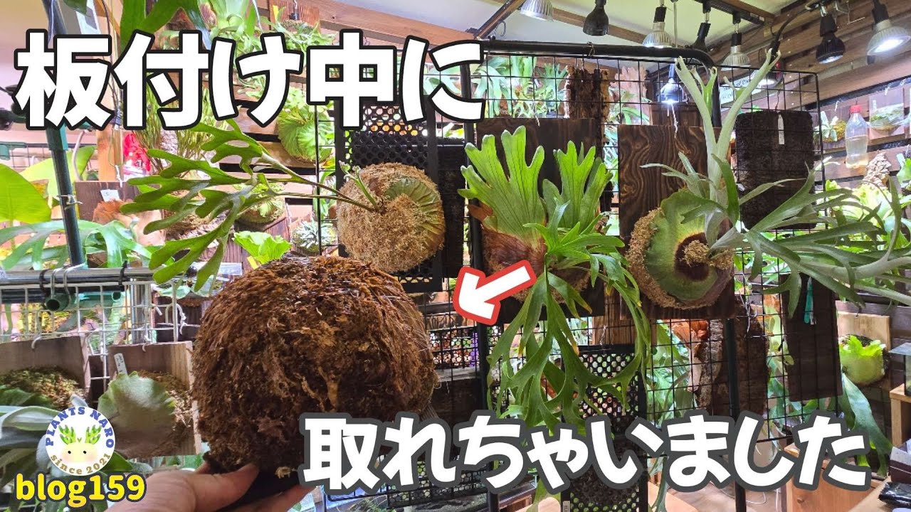 Shocking😱] Wild Ridley Broke🌱 - YouTube