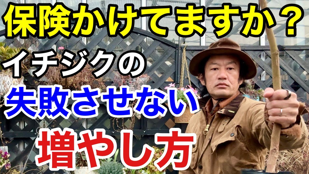 You can create peace of mind] I'll teach you how to propagate fig