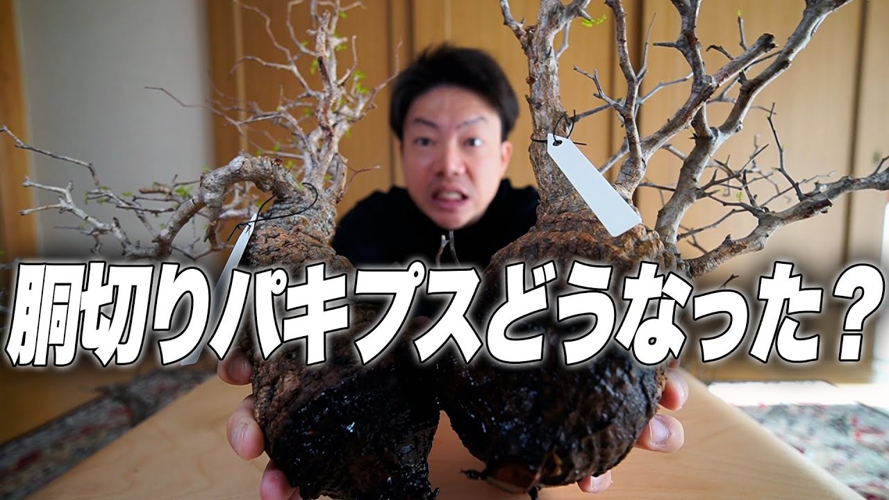 発根管理】胴切り状態になったパキプスのその後をお見せします【オペル