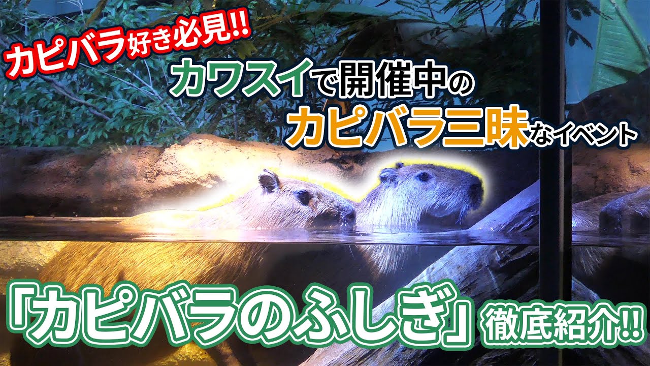 カワスイ ピラルクのアマゾン煮-カワスイ 川崎水族館|神奈川のお土産