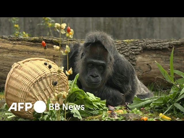 世界最高齢のゴリラ、66歳に ドイツ・ベルリン動物園（2023年4月撮影