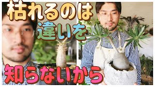 How to grow Pachypodium gracilis seedlings and three major