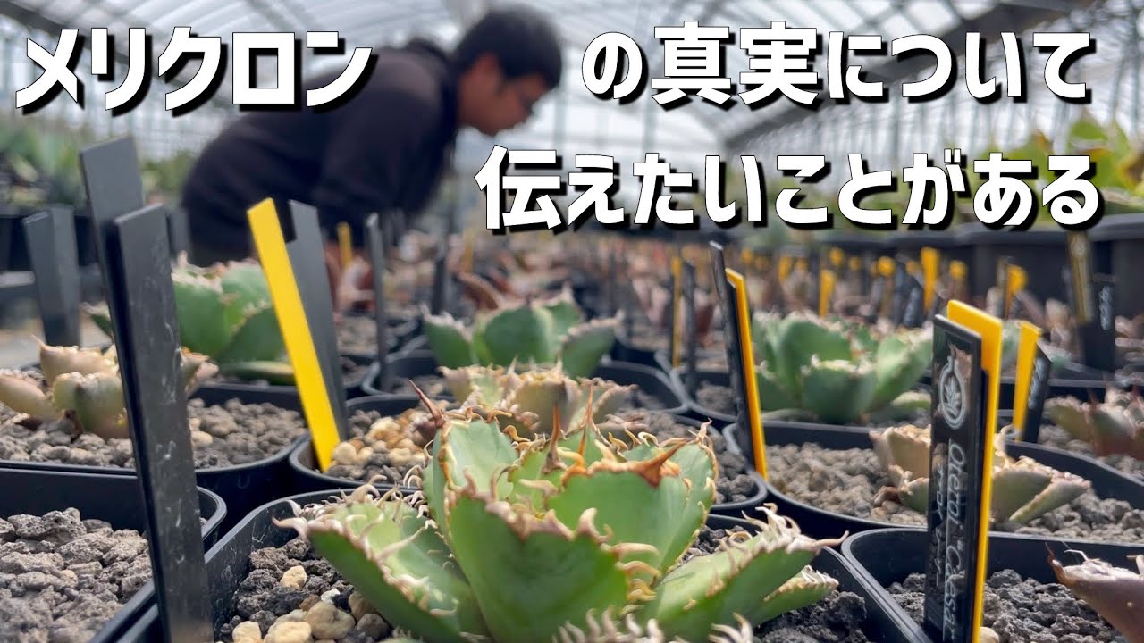 ついに、オアハカ・オテロイ｜Masao Nakamura │ 手術看護