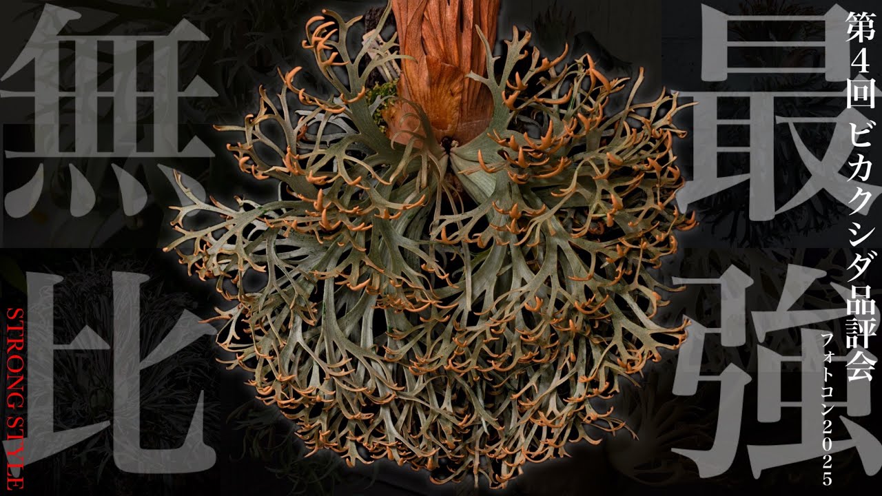 脅威】第4回ビカクシダ品評会-フォトコン2025-【日本一決定戦】 - YouTube