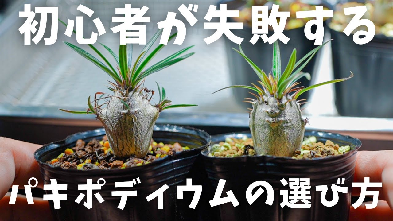 グラキリス実生買うと決めたら見ないと後悔？！丸くなる株の見分け方