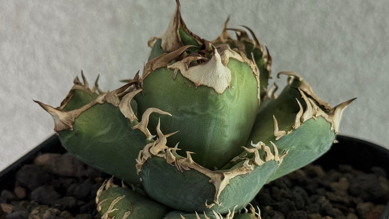 Agave titanota 皇冠 crown 子株 【公式通販】