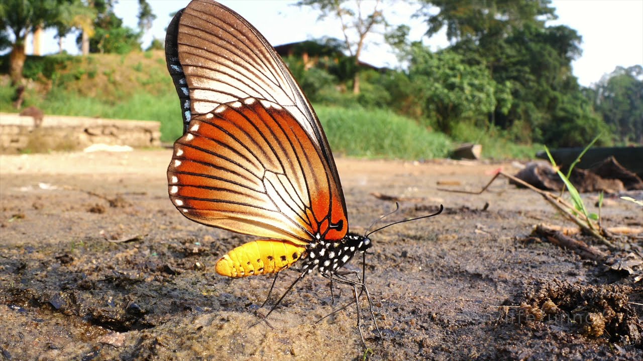 ザルモクシスオオアゲハ Giant blue swallowtail in flight - YouTube