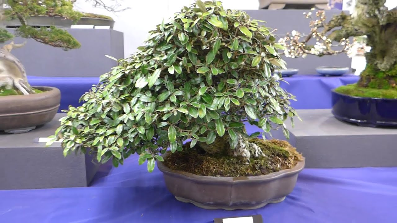 BONSAI 国風盆栽展関連 盆栽販売 - YouTube