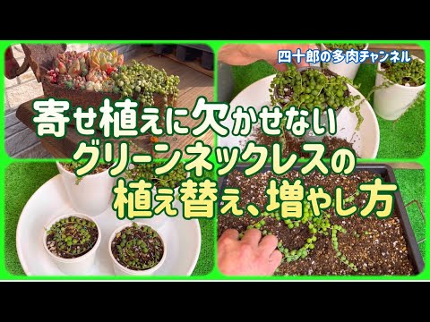 多肉植物】🪴寄せ植えに欠かせないグリーンネックレスの植え替え