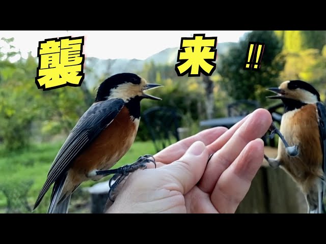 Invasion of the Varied Titmouse! A hungry family of varied