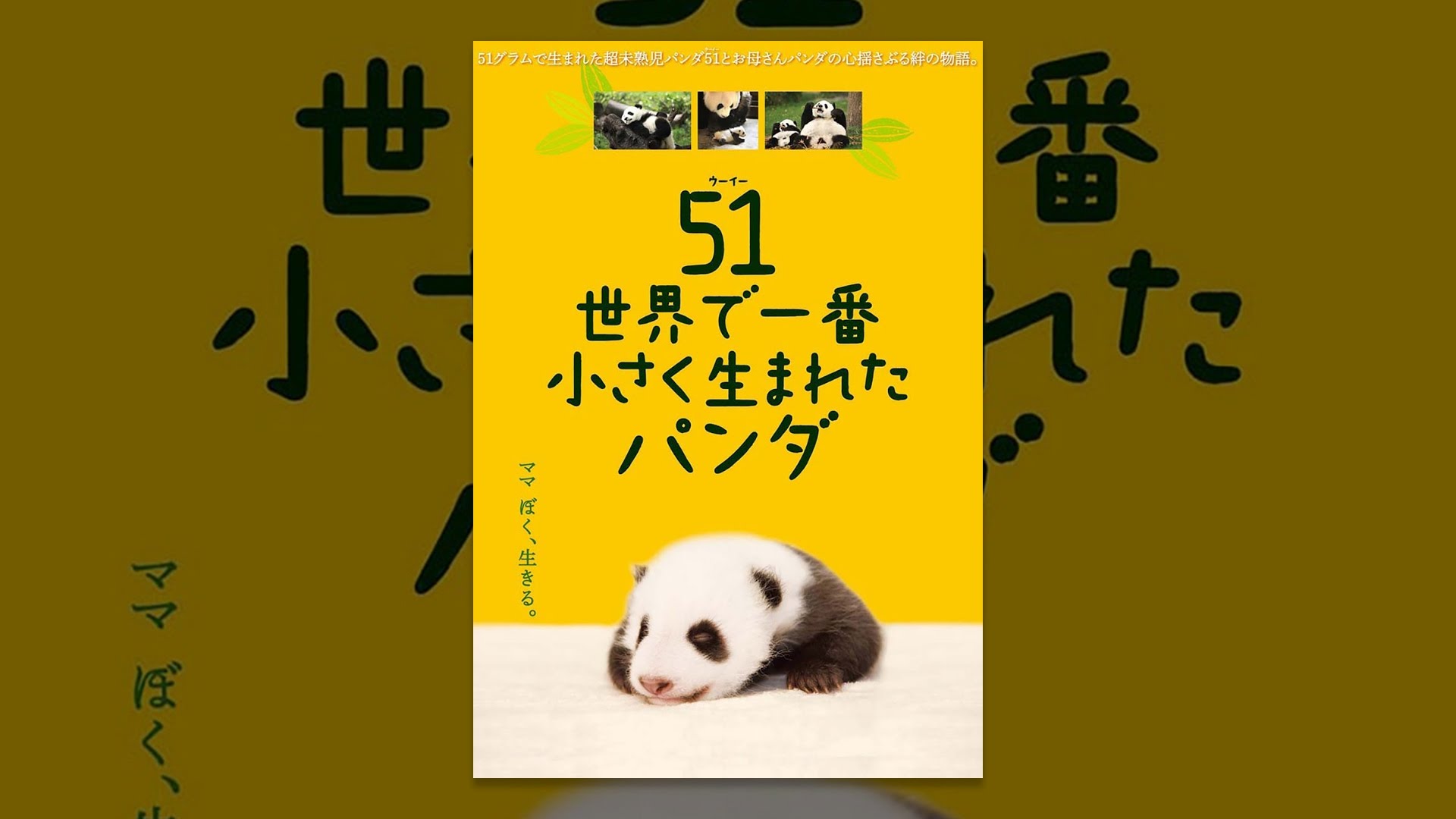 51(ウーイー)世界一小さく生まれたパンダ - YouTube