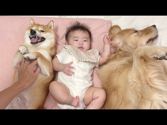 赤ちゃんと川の字になってパパにマッサージされる豆柴とゴールデン