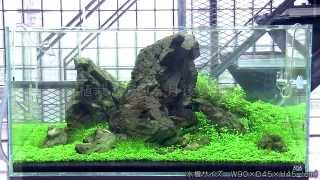 水槽レイアウトに使う石まとめ ー各石の水質変化､加工のしやすさなどを