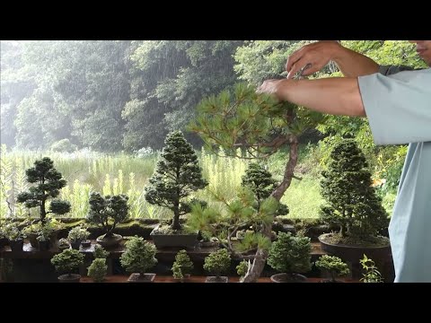 素材畑から鉢上げした五葉松のその後 ♯656 - YouTube