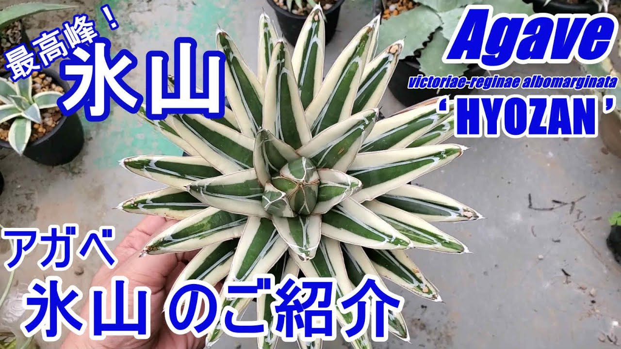 Agave] Introducing the iceberg! The pinnacle of agave, the