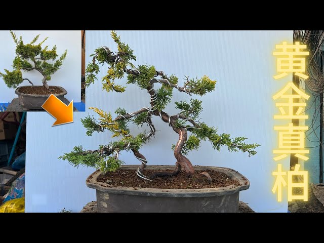盆栽】第10弾 黄金真柏双幹の荒木作り - YouTube
