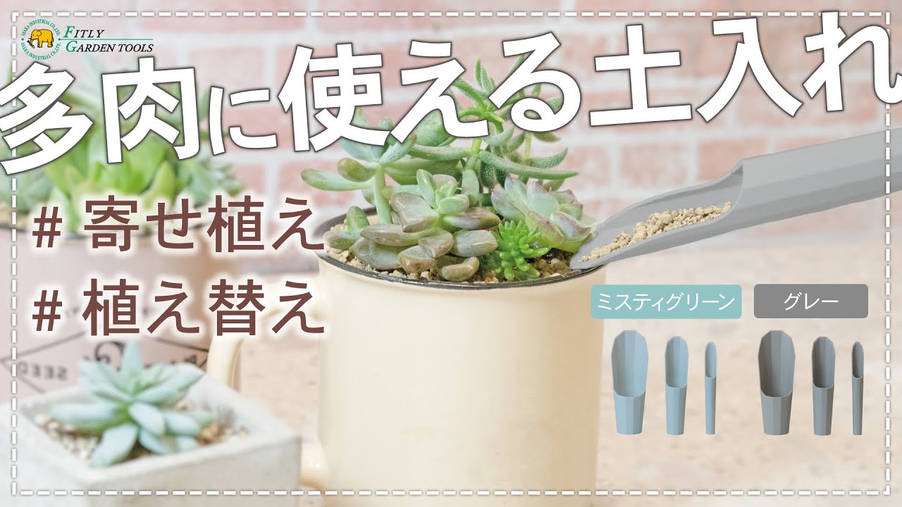 Top【選抜株】多肉植物 23567カーニバル 10個 鉢無し/脱土 Top【選抜株