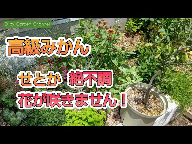 How to grow mandarin oranges] My Setoka is in bad shape! It's not
