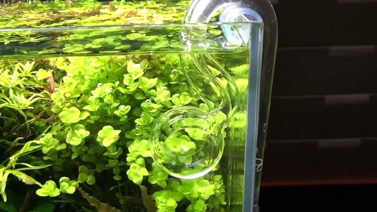 アクアフォレスト】リリイパイプスピンのご紹介 - YouTube