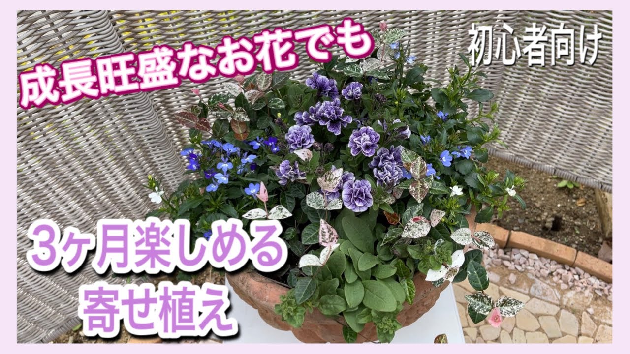 寄せ植え】初夏に向けて青と白の簡単ふわふわコンテナガーデン