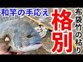 ヘチ釣り】和竿で釣る黒鯛は格別な手応え！布袋竹の素晴らしさ！ - YouTube
