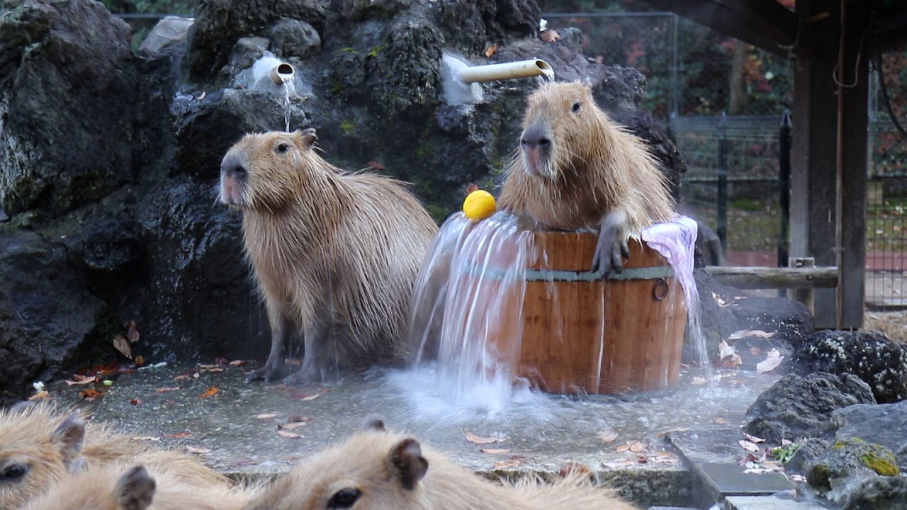 カピバラ | 埼玉県こども動物自然公園 | 公益財団法人埼玉県公園緑地協会