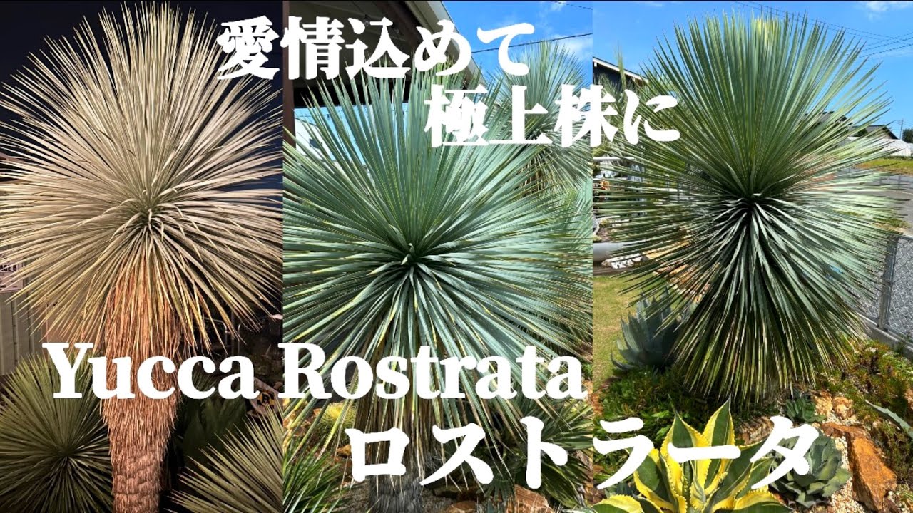 Yucca rostrata] Recommended as the main tree for your dry garden