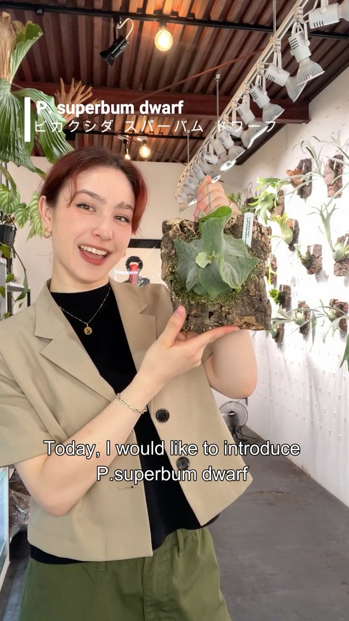 superbum #dwarf #platycerium #superbum #dwarf [Introducing