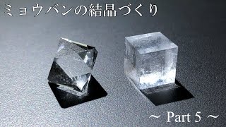 ミョウバンの結晶づくり part5 (晶相変化による立方体結晶の育成