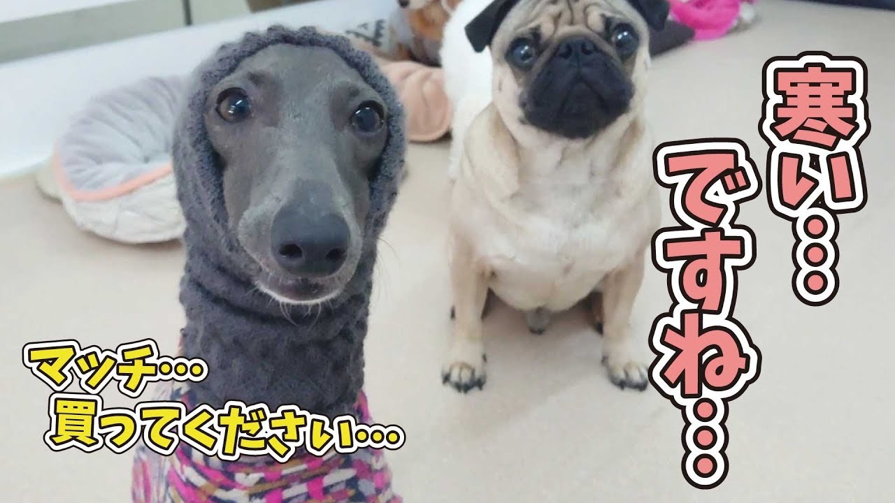 マッチ売りのイタグレ 🐶ひみつきちなう！🐶 (パグ チワワ トイ