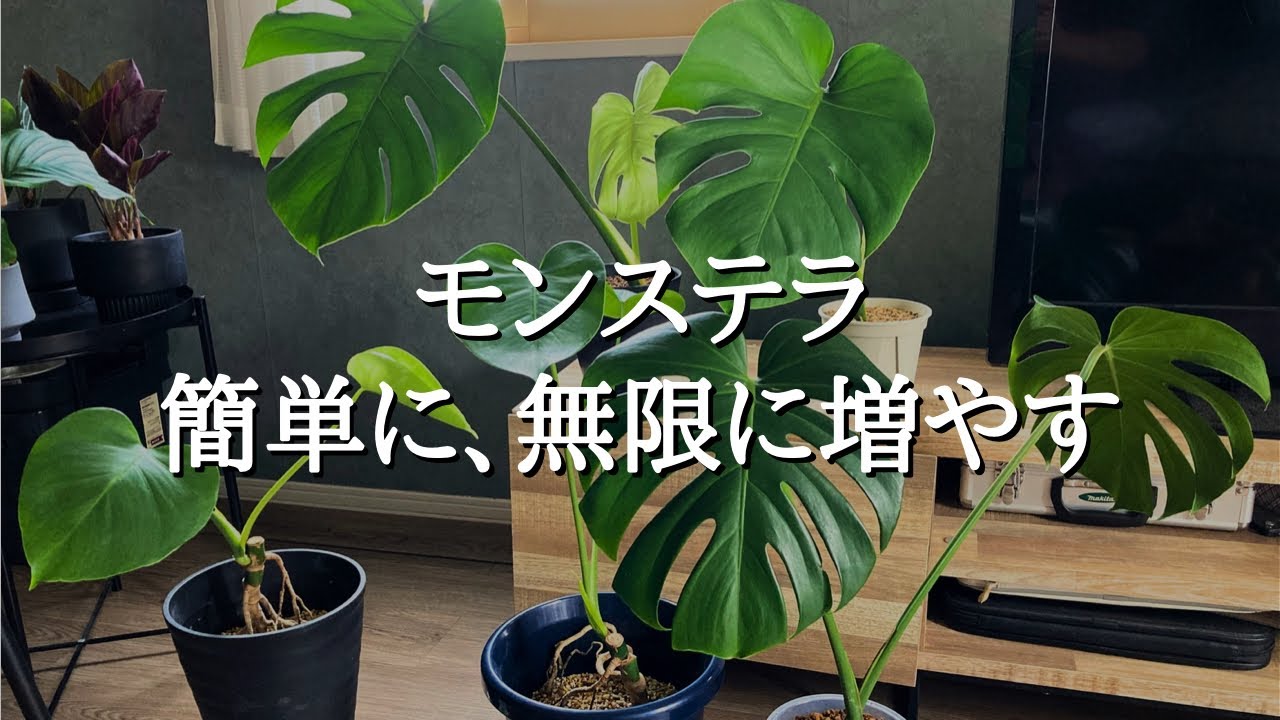 剪定と水挿しから鉢上げまで】切る場所がポイント！初心者でもできる